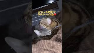 【ベンガル×シンガプーラ】猫に飲み込まれていく猫【保護猫】【＃shorts】