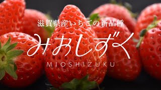 滋賀県初のオリジナルいちご「みおしずく」誕生！