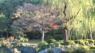 日本庭園　大仙公園　堺市　紅葉