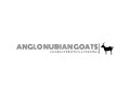 ANGLO-NUBIAN GOATS CHARACTERISTICS AND FEEDING