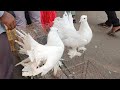 white fantail pigeons | লক্ষা কবুতর | fantail pigeon breeding cage