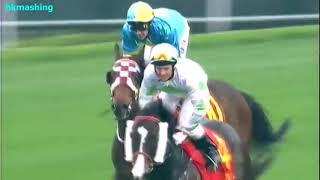 2009 The Chairman's Sprint Prize - Dim Sum (點心) - J.Winks (51倍)