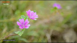 ✅ 33免费视频🔹｜美麗的錦葵 mallow｜🎁 Free Video Footage No Copyright｜ Landscape photography 歡迎訂閱