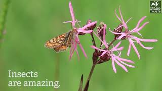 Action for Insects - Reversing Insect Decline