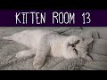 Kitten Room 13: Night 23 - Waiting For Kittens