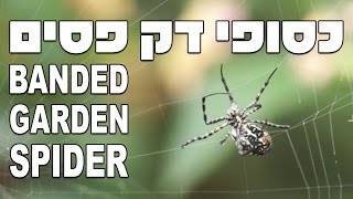 כסופי דק פסים, נקבה טווה קורים Banded Garden Spider (Argiope trifasciata)