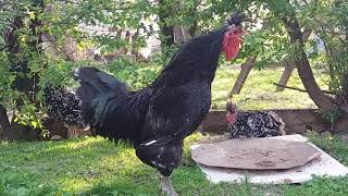 roosters kosovo  -  pulat kendimgjat anamorava ( kendimgjat me pika )