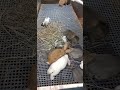 来直播间选兔子了 公羊兔 animals