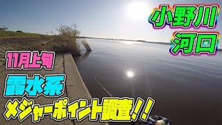 メジャー P 調査！霞水系！小野川河口！(11/5) ブラックバス釣り