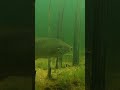 UNDERWATER Footage of FISH INHALING Drag n’ Drop BAIT! #Shorts