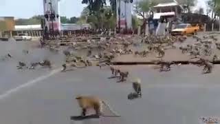 Monkeys crowd Subscribe Like share