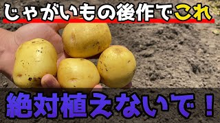 【じゃがいも】絶対NG！後作で植えると大失敗する野菜を紹介します。【家庭菜園】