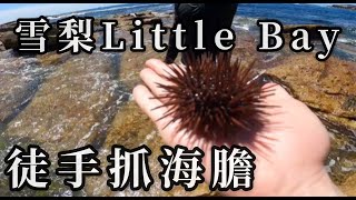 雪梨 Little bay｜抓野生海膽