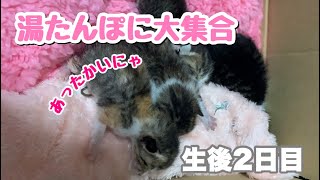 湯たんぽにみんな集合の赤ちゃん猫　【ハナ・サク・モグ・レンの成長記録】生後2日目　2nd day baby cat. Gather in the hottie