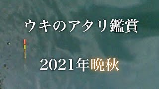 ウキ釣のアタリ６連発。ウキが沈む瞬間をじっと眺めて楽しむ動画です。2021年11月【エビ撒き釣り】