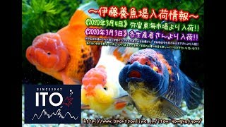 【伊藤養魚場入荷情報】2020年3月5日 弥富東海市場等より入荷しました!!