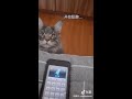 千万别随便挑衅猫～真的会被吊打！😭😭 猫 @抖音小助手