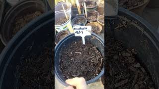 How to Grow Mullein, an Old Native American Remedy for the Lungs!  4/7/24