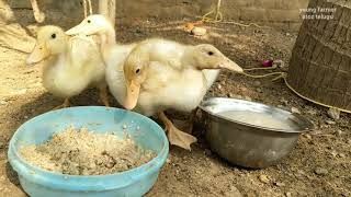 Duckling's feeding time care | in telugu