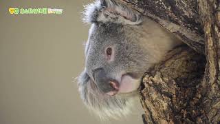 【東山動植物園公式】いぶきを下から撮影（2022.6.1）《 コアラ 》