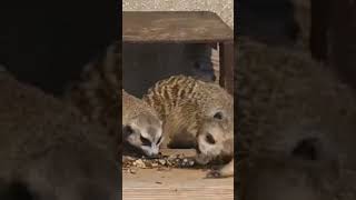 Meerkats  are in hurry to eat #cute #wildlife #cuteanimals #natureslover #meerkat