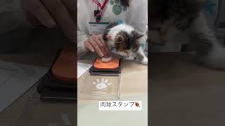 【お迎え当日】生後2ヶ月の子猫の肉球スタンプが可愛すぎて #ねこ #ねこのいる暮らし #ねこのいる生活 #ねこ部 #スコティッシュフォールド #もちまる日記