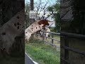 longhorn jumps fence ranchlife