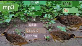 ការកាត់បក្សីស្តង់ដារចុងក្រោយរបស់វៀតណាមឆ្នាំ 2023