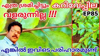 ഇനിമുതൽ കറിവേപ്പില ഇഷ്ടംപോലെ പറിച്ചെടുക്കാം #curryleaves #organicfarming #EP85 #farming #vegetables