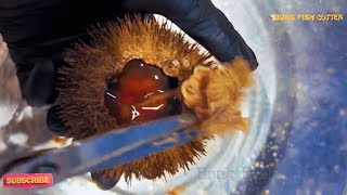 🇯🇵 Japanese Street Food ASMR: Cutting Fresh Uni (Sea Urchin) - Satisfying Sounds! | アカウニ