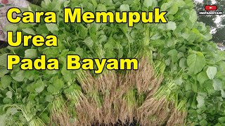 Tutorial Memupuk Bayam Dengan Urea