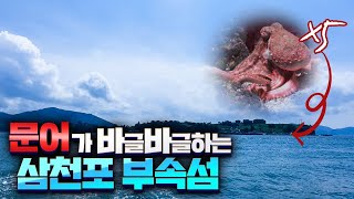 왕복배값이 4천원! 문어는 그이상의 마릿수! 삼천포 부속섬 마도에서 문어낚시를 즐겨보았습니다 octopus fishing