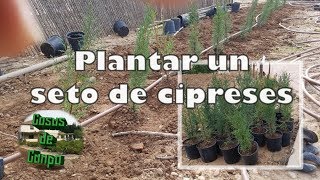 How to plant a windbreak cypress hedge.