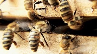 Bienen Honigernte und viel mehr | Imkerverein Besigheim führt durch das Bienenjahr