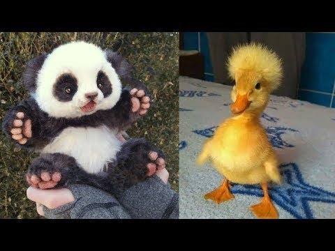 Cute Baby Animals Videos Compilation Cutest Moment Of The Animals Soo ...