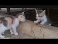 So cute little kittens is today #cats #animal #cute #funny #video #longs