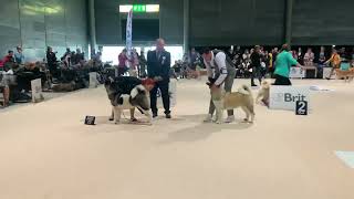 WDS 2021, Brno. American Akita. Females European Champion \u0026 Vice- European Champion