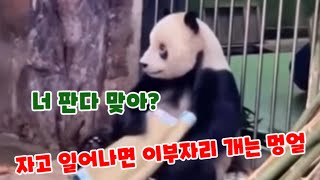 너 판다 맞아? 귀여운 멍얼 #멍얼 #萌二 #panda #판다 #熊猫