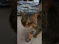 小次郎ボスにあいさつされたのだ…新入り野良猫　＃shorts　greeting…new stray cat