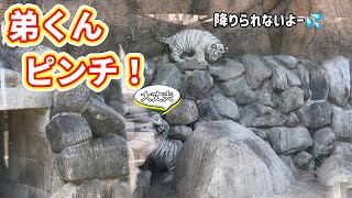 石垣の上に乗って降りられなくなったチビトラちゃんに意外な結末が・・・🐯　1月31日 東武動物公園　ホワイトタイガー