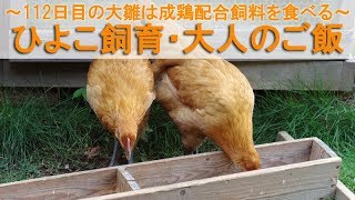 ひよこ飼育76・大人のご飯～112日目のニワトリ大雛は成鶏配合飼料を食べる～