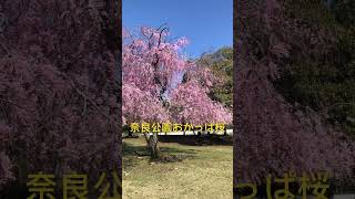 奈良公園おかっぱ桜。下の方は鹿が食べてしまうので、おかっぱになった？　#shorts   #奈良公園  #桜  #枝垂れ桜  #奈良   #奈良観光