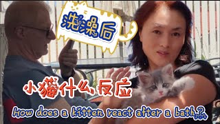 【美国医生中国妻】在我的坚持下终于给小猫洗澡了，结果出乎意料……June 20, 2022