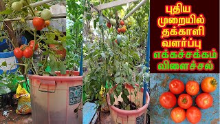 மாடி தோட்டத்தில் தக்காளி செடி புதிய முறையில் வளர்த்து அறுவடை  Tomato Plant planting in new way