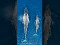 🌏地球史上最大級の生物！旅するシロナガスクジラの親子🐋