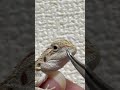 おかエリンギと鼻えのき トカゲ フトアゴヒゲトカゲ フトアゴ フトアゴベビー 爬虫類 lizard 爬虫類飼育 beardeddragon animals おかえり