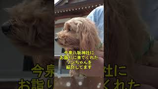 参拝ワンコ41 　メルちゃん　今泉八坂神社　#shorts  #犬  #cutedog   #今泉八坂神社　#かわいい  #参拝  #dog  #宇都宮　#マルプー