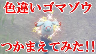 【ポケモンSV】色違いゴマゾウつかまえてみた！！