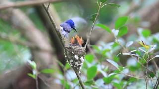 The black-naped monarchs breeding babies , 黑枕藍鶲育雛