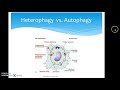 autolysis heterophagy and autophagy